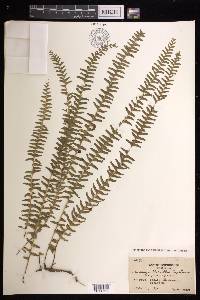 Lindsaea merrillii image