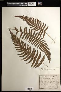 Blechnum occidentale image