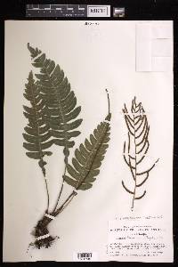 Austroblechnum lherminieri image