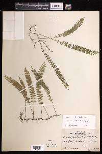 Lindsaea vitiensis image