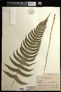 Blechnum occidentale image