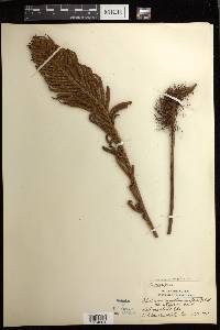 Lomariocycas magellanica image