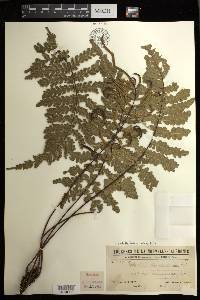 Diploblechnum diversifolium image