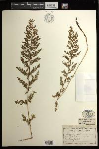 Athyrium americanum image