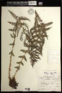 Athyrium asplenioides var. cyclosorum image