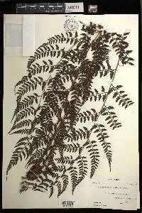 Athyrium puncticaule image