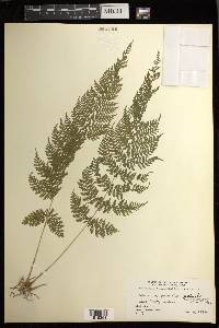 Athyrium pectinatum image