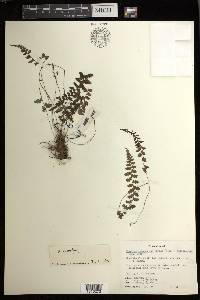 Athyrium micropterum image