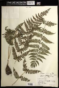 Athyrium setiferum image