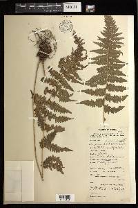 Athyrium dissitifolium image