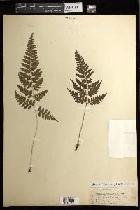 Athyrium wardii image