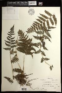 Athyrium rupicola image