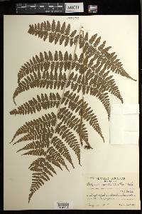 Athyrium vidalii image