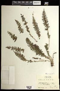 Woodsia mollis image