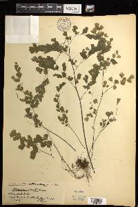 Adiantum lorentzii image