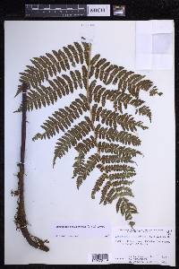 Dryopteris sandwicensis image