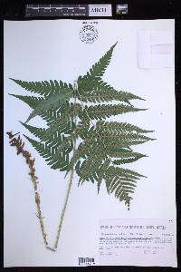 Dryopteris celsa image