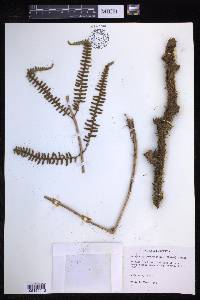 Polybotrya polybotryoides image