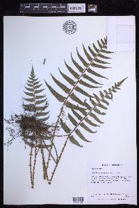 Polystichum lepidocaulon image