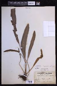 Elaphoglossum paleaceum image