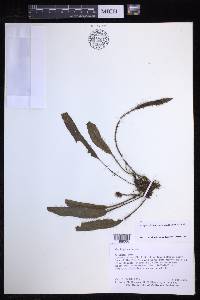 Elaphoglossum atrobarbatum image