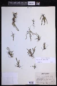 Stenogrammitis delitescens image