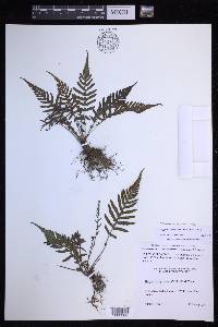 Amauropelta aspidioides image