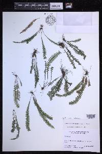 Lellingeria isidrensis image