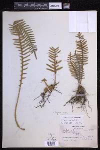 Pleopeltis rosei image