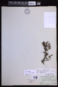 Pleopeltis minima image