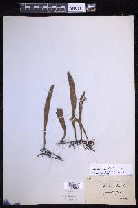 Loxogramme salicifolia image