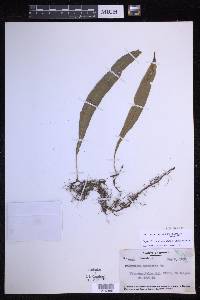 Leptochilus axillaris image