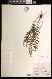 Asplenium yoshinagae image