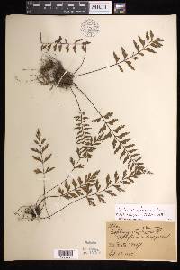 Asplenium yoshinagae image