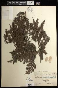 Diplazium polypodioides image