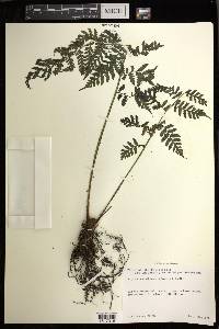 Athyrium elmeri image