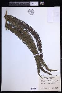 Pelazoneuron abruptum var. pallescens image