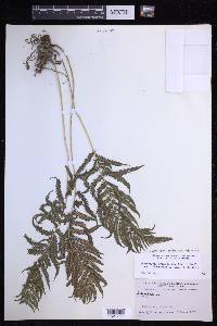 Pelazoneuron ovatum var. lindheimeri image