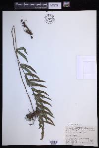 Christella acuminata image