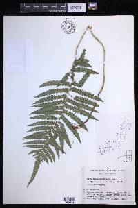 Christella acuminata image