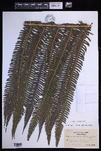 Glaphyropteridopsis erubescens image