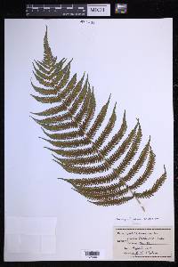 Glaphyropteridopsis erubescens image