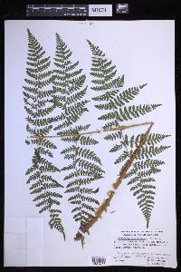 Dryopteris campyloptera image