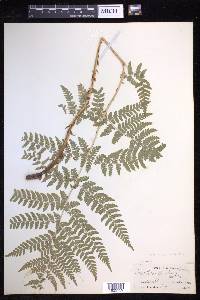 Dryopteris expansa image