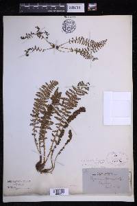 Dryopteris fragrans image