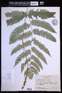 Dryopteris goldieana image