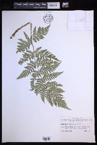 Dryopteris expansa image