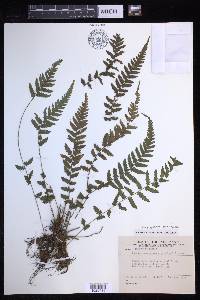 Leptogramma gymnocarpa image