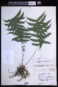 Leptogramma pozoi image