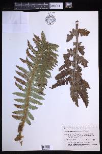 Polystichum setigerum image